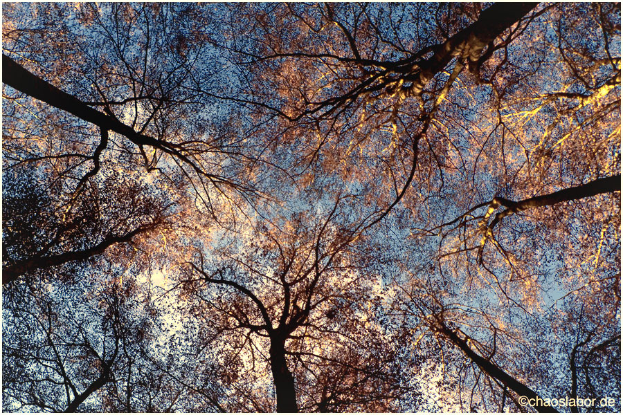 HerbstBäume