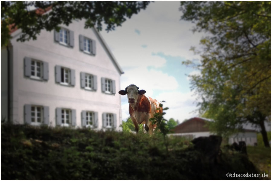 HausKuh