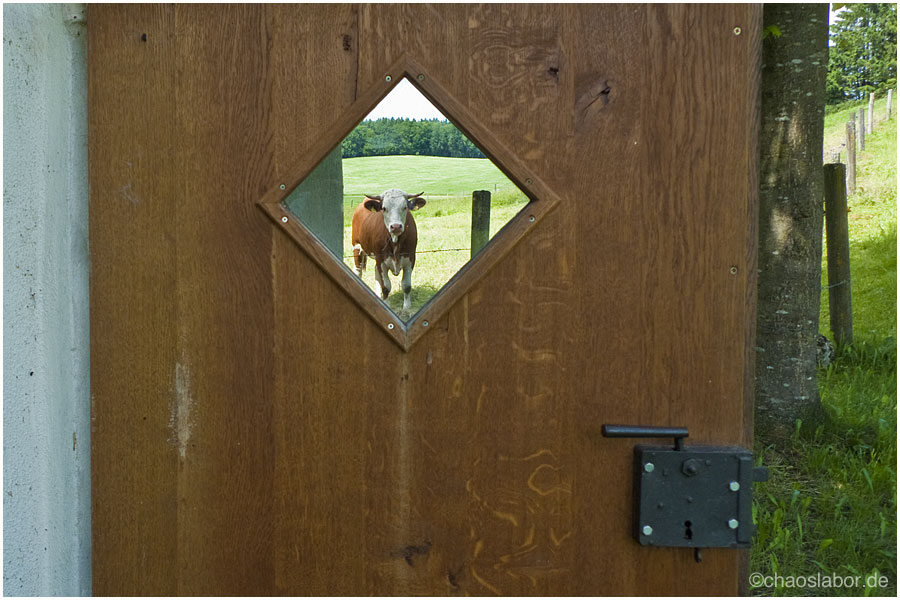 FensterlKuh