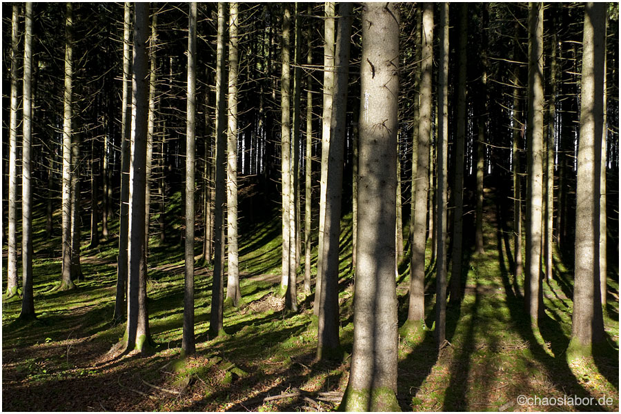 HerbstWald