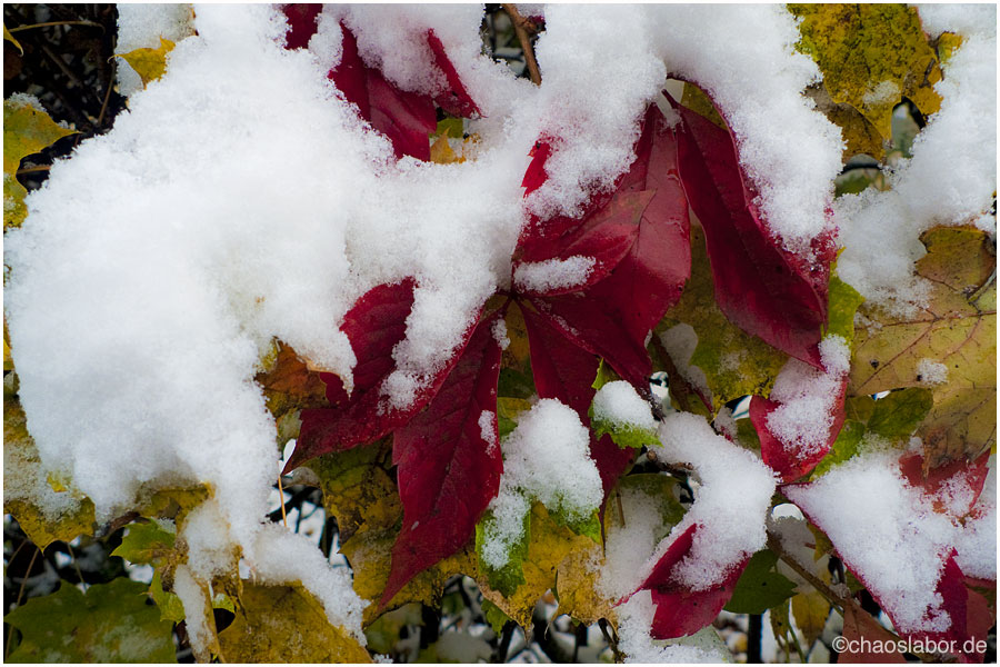 Schneeblätter