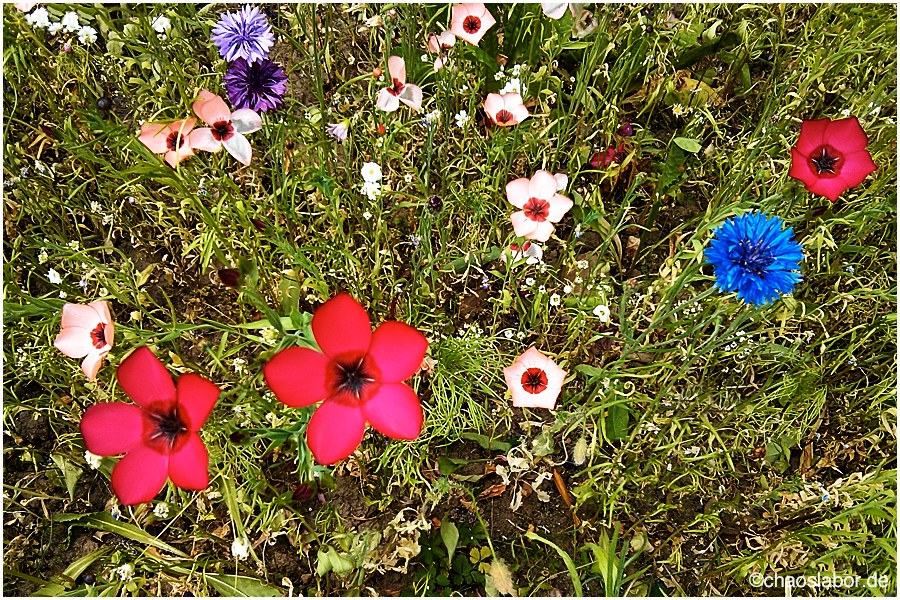 Blümchen