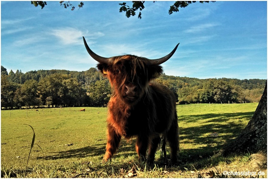 Highland