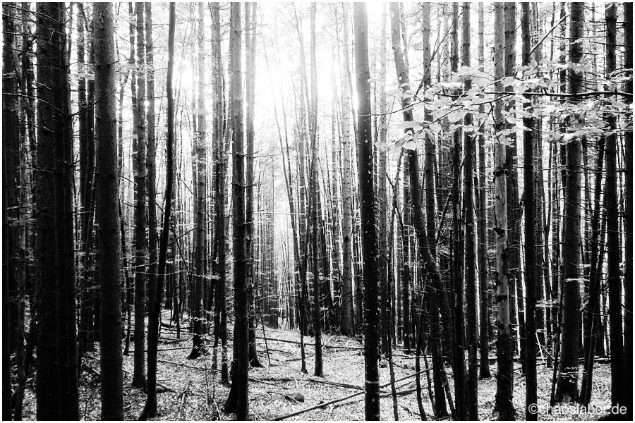 Wald