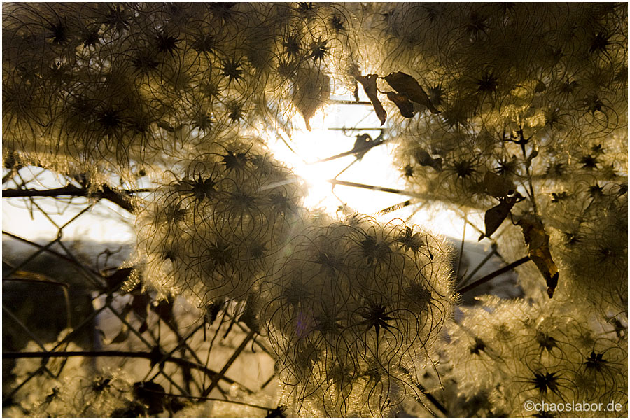 Licht