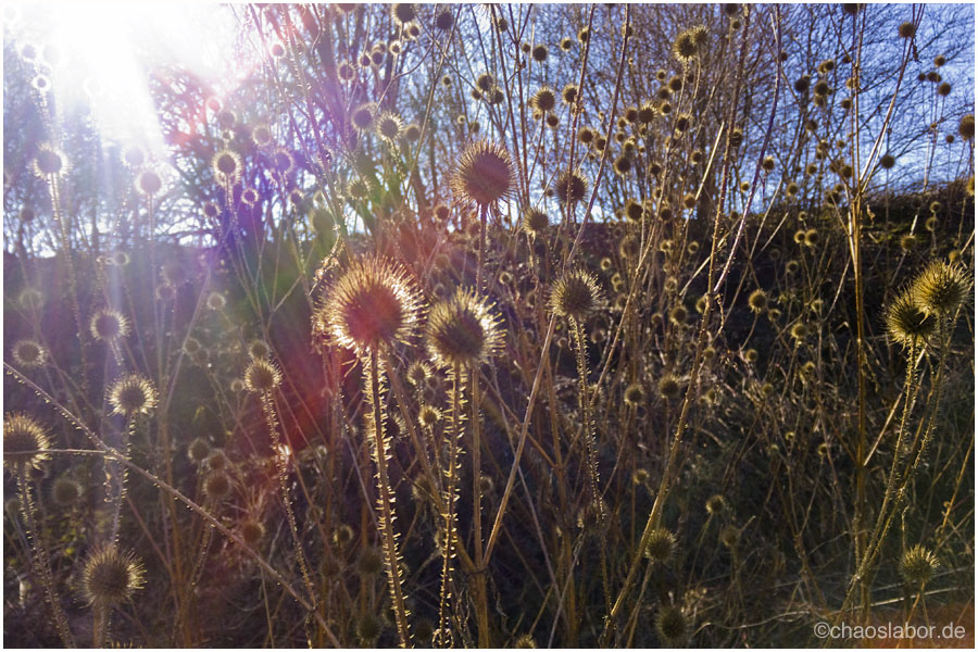 Licht-Stacheln