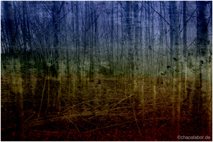 Im Wald mit lauter Bäumen