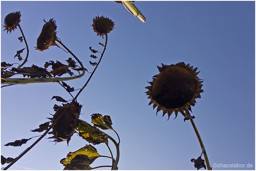 Blume nach Sonne