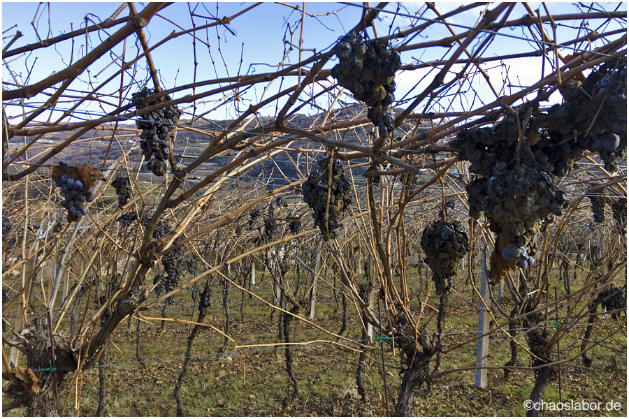 Amarone