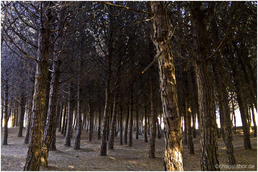 Pineta