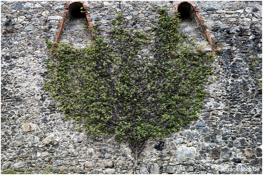 MauerBaum