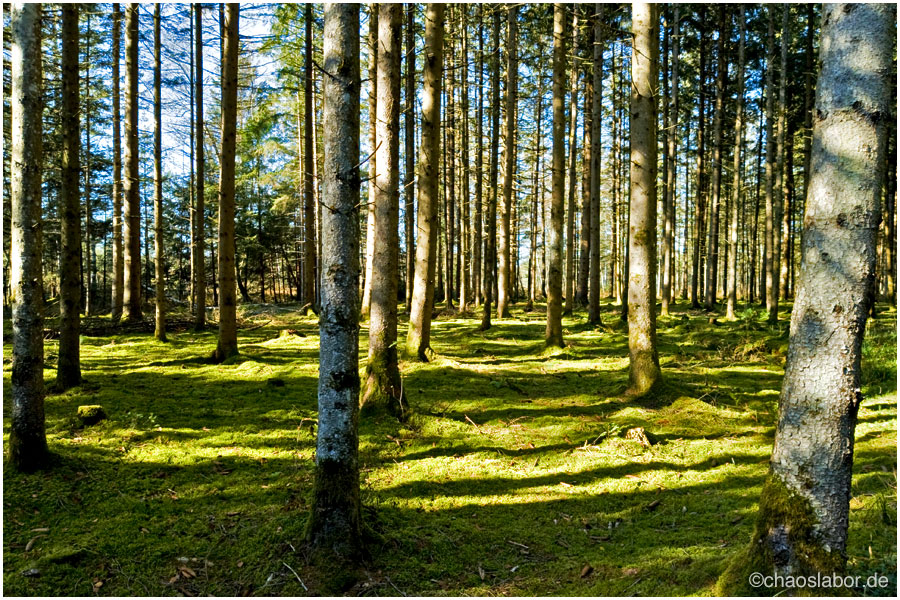 Im grünen Wald
