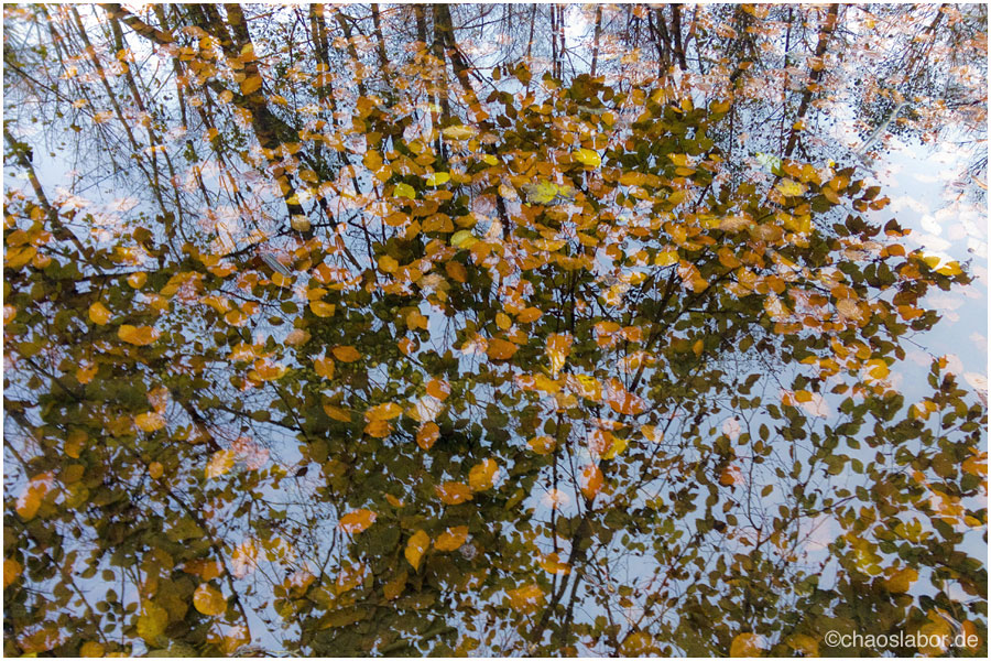 WasserBäume