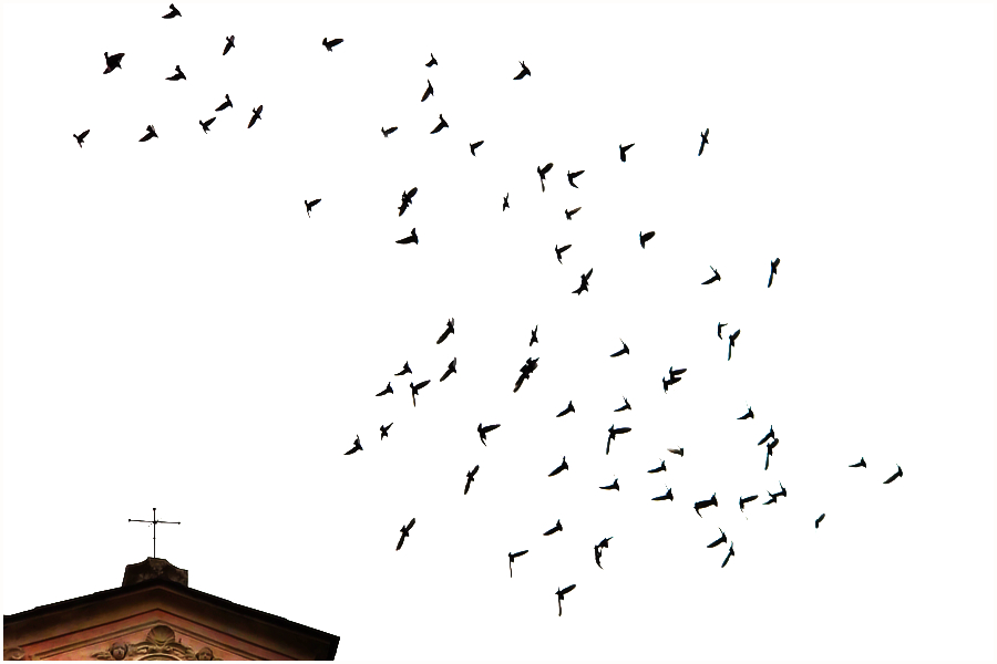 Die Vögel