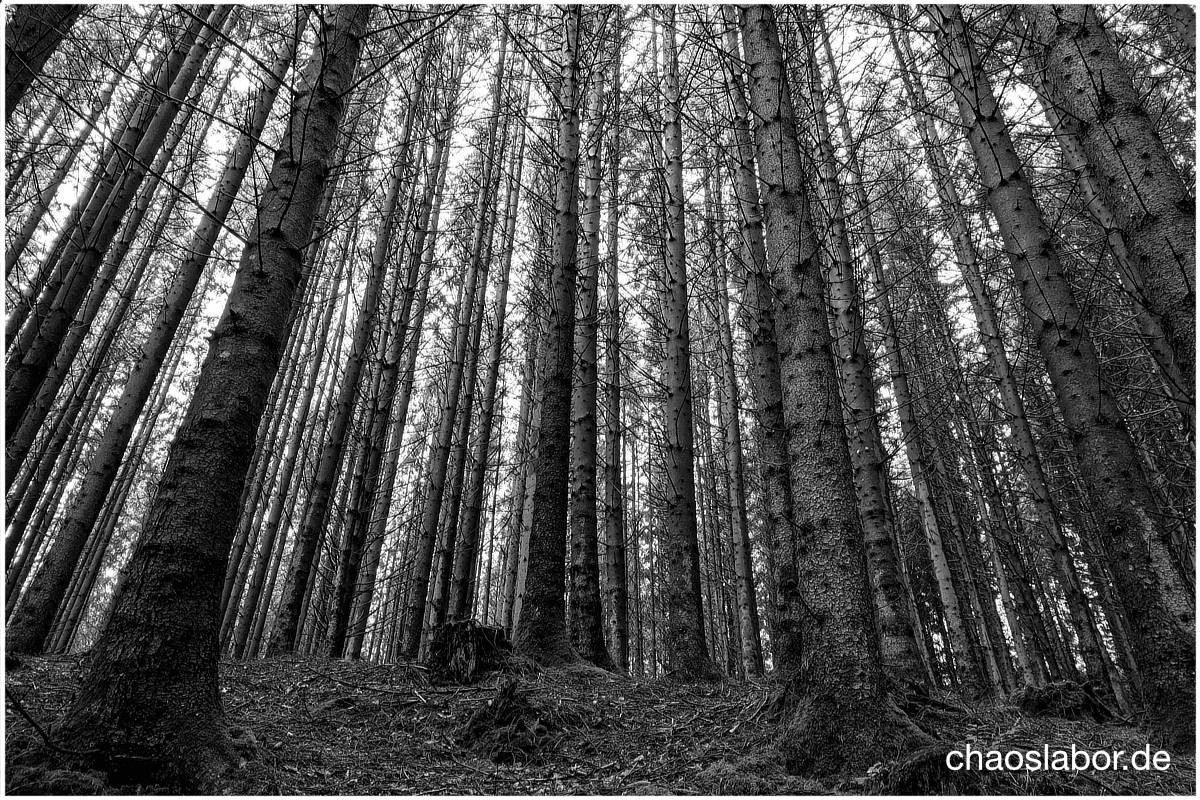 Stangenwald