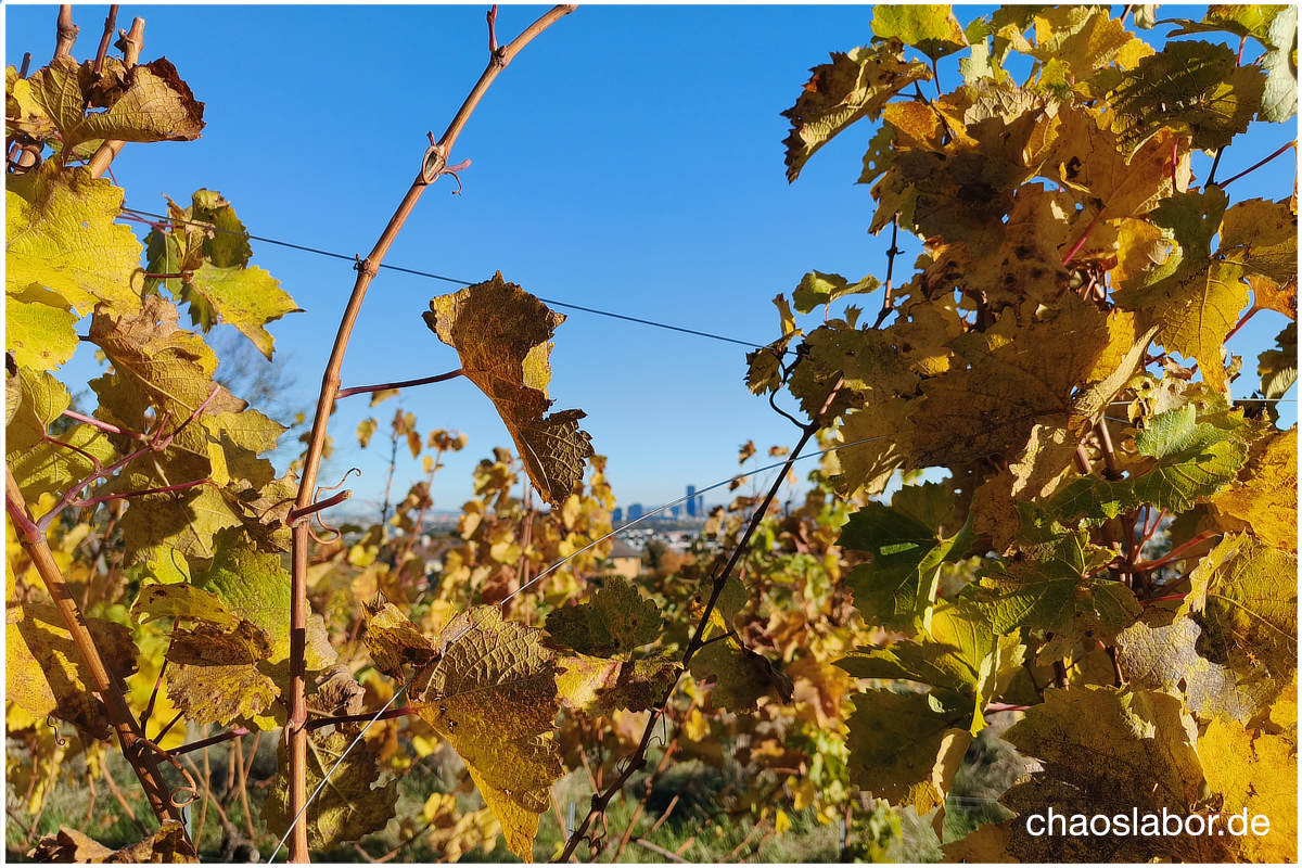 Wein-Wien