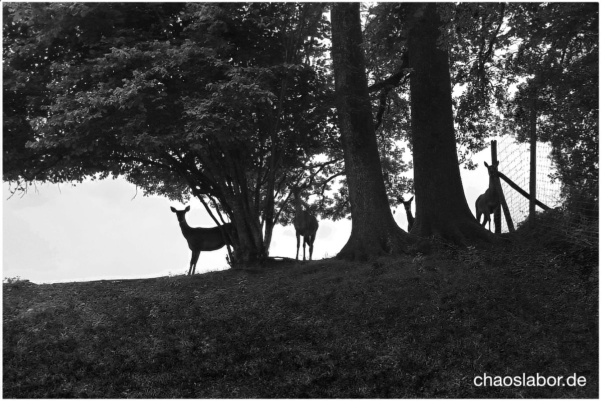Rehe