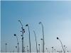 Sonnenblumen