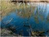 Teich