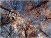 HerbstBäume