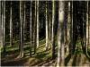 HerbstWald