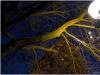 Licht
