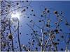 Stacheln vor Blau