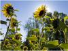Blume vor Sonne