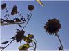 Blume nach Sonne