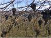 Amarone