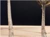 Palmeer
