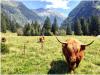Longhorn