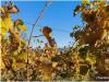 Wein-Wien