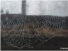 Netz
