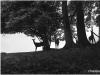Rehe